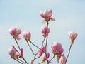 Magnolia buds. Branches of a magnolia Royalty Free Stock Photo