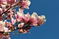 Magnolia buds and flowers in bloom. Detail of a flowering magnolia tree against a clear blue sky. Large, light pink spring blossom Royalty Free Stock Photo