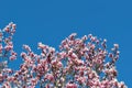 Magnolia buds and flowers in bloom. Detail of a flowering magnolia tree against a clear blue sky. Large, light pink spring blossom