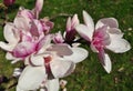 Magnolia buds and flowers in bloom. Detail of a flowering magnolia tree against a clear blue sky. Large, light pink spring blossom Royalty Free Stock Photo