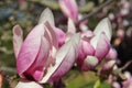 Magnolia buds and flowers in bloom. Detail of a flowering magnolia tree against a clear blue sky. Large, light pink spring blossom Royalty Free Stock Photo