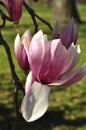 Magnolia buds and flowers in bloom. Detail of a flowering magnolia tree against a clear blue sky. Large, light pink spring blossom Royalty Free Stock Photo