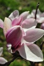 Magnolia buds and flowers in bloom. Detail of a flowering magnolia tree against a clear blue sky. Large, light pink spring blossom Royalty Free Stock Photo