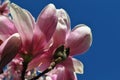 Magnolia buds and flowers in bloom. Detail of a flowering magnolia tree against a clear blue sky. Large, light pink spring blossom