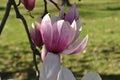 Magnolia buds and flowers in bloom. Detail of a flowering magnolia tree against a clear blue sky. Large, light pink spring blossom