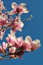 Magnolia buds and flowers in bloom. Detail of a flowering magnolia tree against a clear blue sky. Large, light pink spring blossom Royalty Free Stock Photo