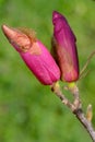 Magnolia buds ready to bloom in spring Royalty Free Stock Photo