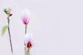 Magnolia buds. Spring flowers. Royalty Free Stock Photo