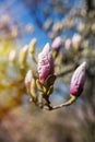 Magnolia buds in spring