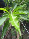 Magnolia campaka or cempaka or chrysolite leaves