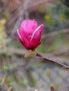 Magnolia Campbell, Magnolia campbellii