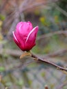 Magnolia Campbell, Magnolia campbellii