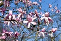 Magnolia campbellii, Campbell`s Magnolia