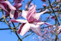 Magnolia campbellii, Campbell`s Magnolia Royalty Free Stock Photo