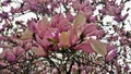 Blooms on Pink Tulip Tree Magnolia Campbellii Royalty Free Stock Photo