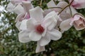 Magnolia Campbellii sups Mollicomata Royalty Free Stock Photo