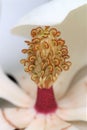 Magnolia carpels close-up Royalty Free Stock Photo