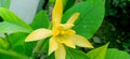 Magnolia champaca or golden champa flower stock photo