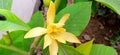 Magnolia champaca or golden champa flower snap