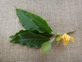 Branch of champak - Flower, bud and leaves - Yellow or orange flower - Jute background