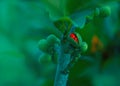 Magnolia Champaca Sampige flower bud in Green background