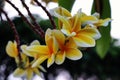 Magnolia champaca or yellow cempaka or cempaka is a large evergreen green tree whose white or yellow flowers Royalty Free Stock Photo