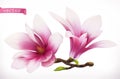 Magnolia. 3d realistic vector icon