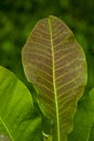 magnolia delbata leaf large evergreen tree cloudforest magnolia eleoxochitl macrophylla eautiful tropical tree grows wild nature