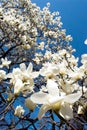 Magnolia denudata Royalty Free Stock Photo