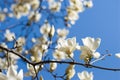 Magnolia denudata Royalty Free Stock Photo