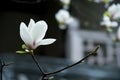 Magnolia denudata flower Royalty Free Stock Photo