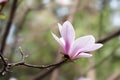 Magnolia denudata flower Royalty Free Stock Photo