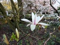 Magnolia denudata during flowering Royalty Free Stock Photo