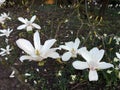 Magnolia denudata during flowering Royalty Free Stock Photo