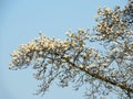 Magnolia denudata during flowering Royalty Free Stock Photo