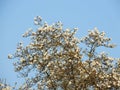 Magnolia denudata during flowering Royalty Free Stock Photo