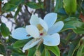 Magnolia denudata flower and bee Royalty Free Stock Photo