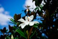 Magnolia denudata flower and bee Royalty Free Stock Photo