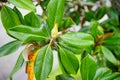 Magnolia denudata tree bud Royalty Free Stock Photo