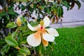 Magnolia denudata tree and flower Royalty Free Stock Photo