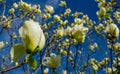 Magnolia denudata `Yellow river` in spring Royalty Free Stock Photo