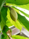 Magnolia early stage