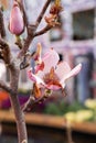 Magnolia with a fading flower on a tree. Macro. Selective focus