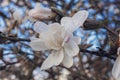 Magnolia, family Magnoliaceae. Beautiful white flower against the blue sky Royalty Free Stock Photo