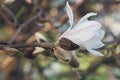 Magnolia, family Magnoliaceae.