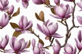 Magnolia felix on white background