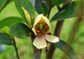 Magnolia figo yellow flower or Cempaka Mulia