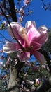 Magnolia Royalty Free Stock Photo