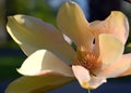 Magnolia Flamingo macro, spring flower blooming Royalty Free Stock Photo
