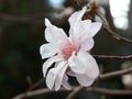 Magnolia Flower Royalty Free Stock Photo
